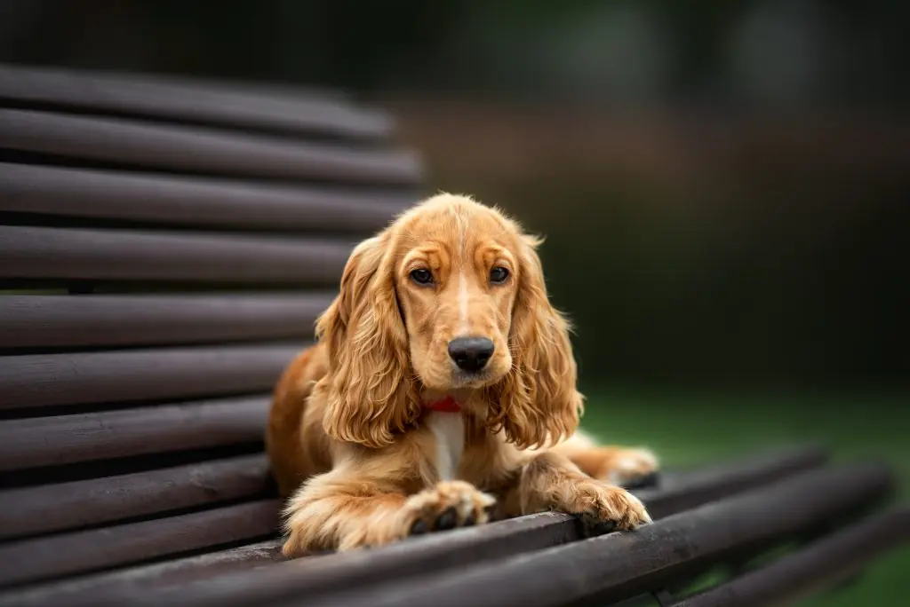 cocker spaniel