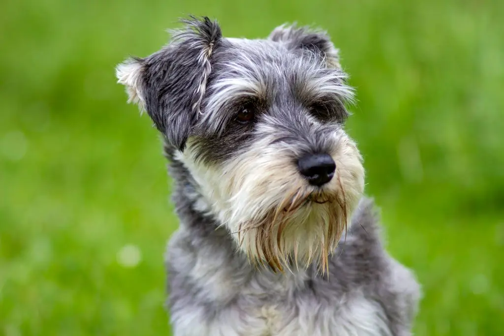 schnauzer miniatura