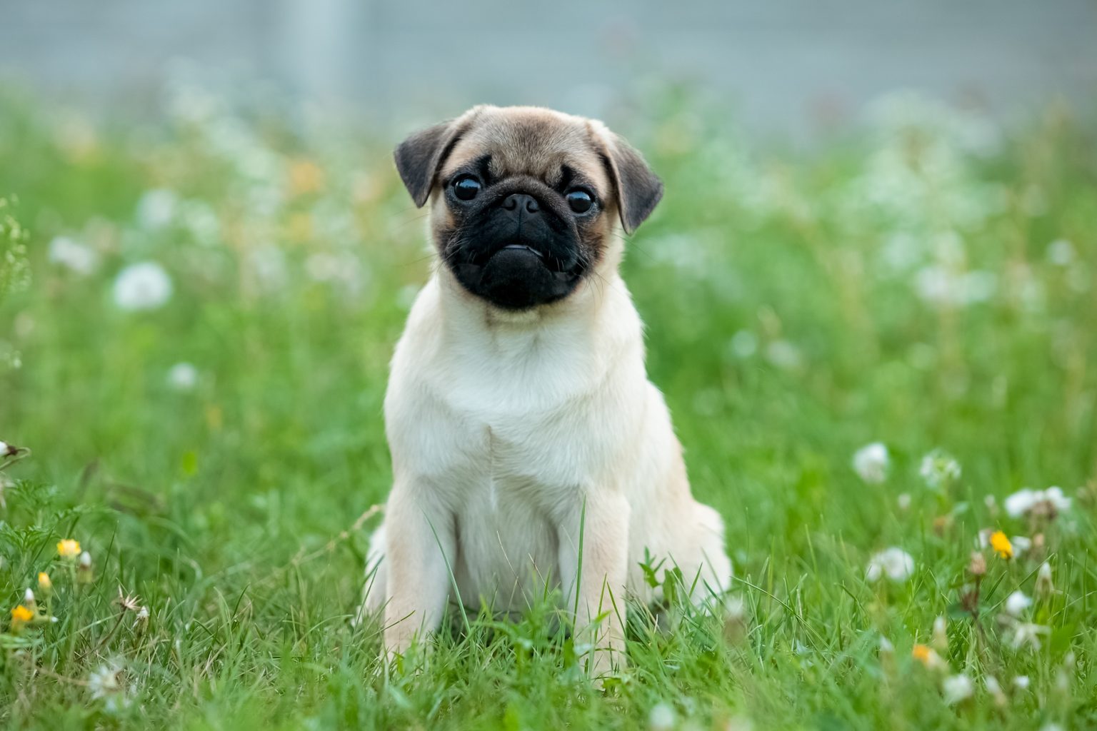 conheça as 12 melhores raças de cachorro para criança
