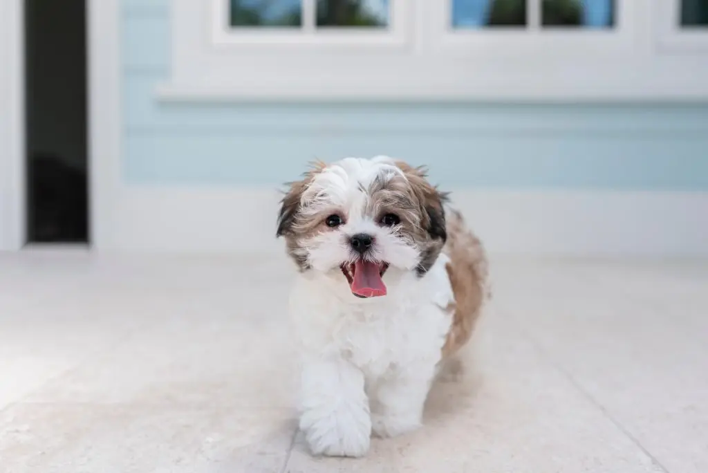shih tzu dentro de casa
