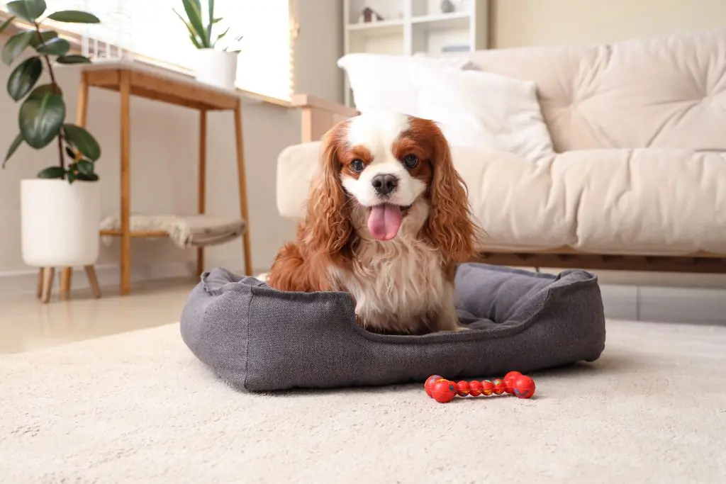 cavalier king charles spaniel