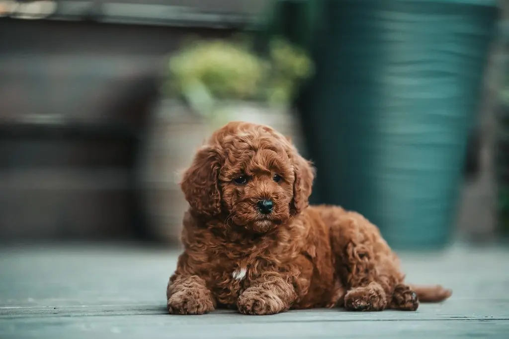 Poodle deitado no chão