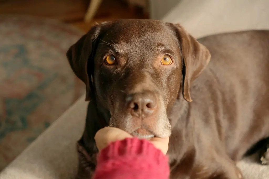 Labrador Retriever