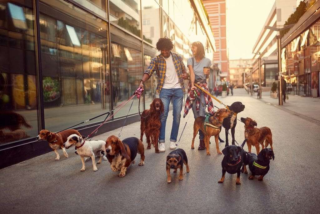 Tutores andando com muitos cachorros