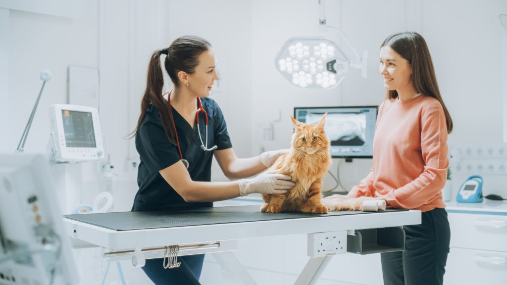 Veterinária fazendo consulta com gato laranja e olhando para tutora