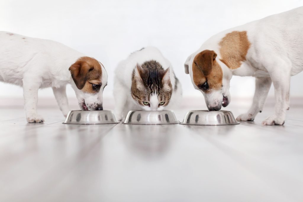 Cães e gatos comendo ração