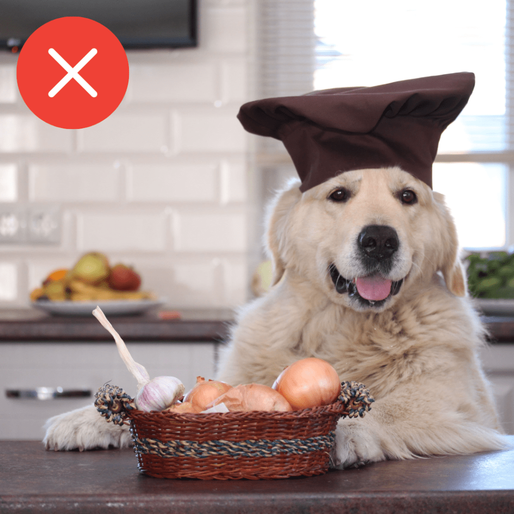 Cão chef de cozinha e com cesta contendo alho e cebola em sua frente