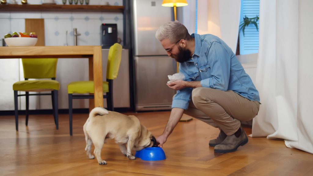 Tutor dando comida para seu cão em casa