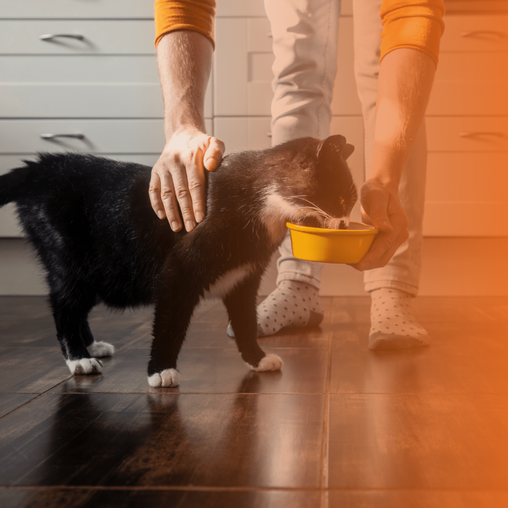Tutora dando pote de comida para gato