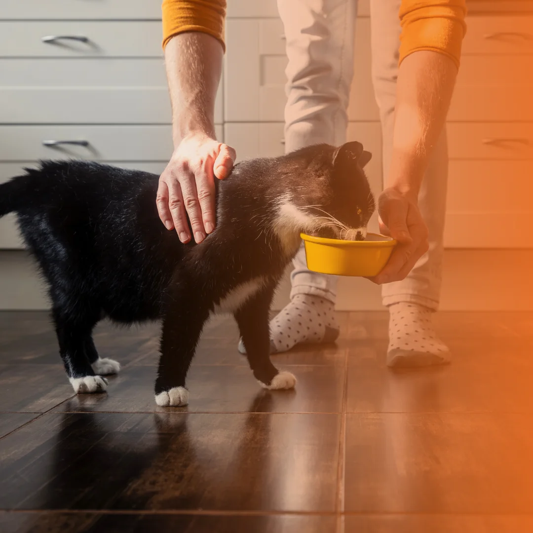 Tutora dando pote de comida para gato