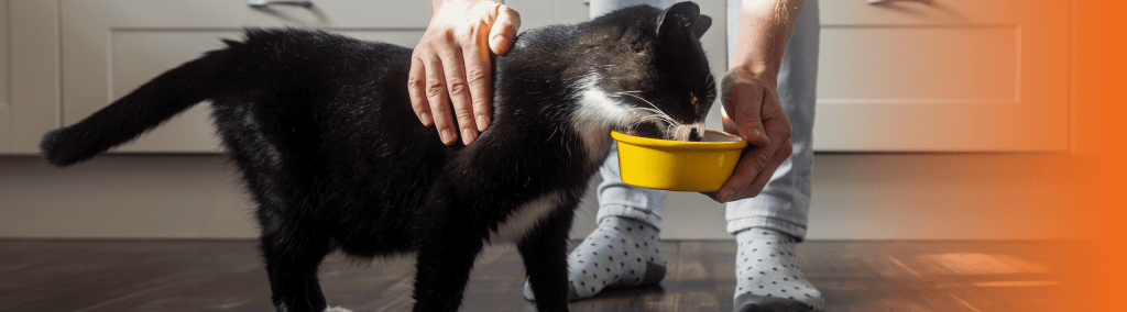 Tutora dando pote de comida para gato