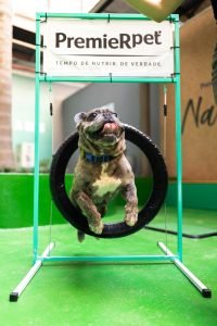 Cão se divertindo em área pet friendly PremieRpet na Universidade Anhembi Morumbi