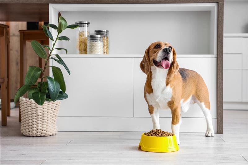 Cão dentro de casa com comedouro cheio de alimento