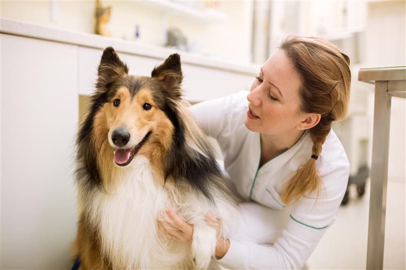 Médica-veterinária com cão em consultório