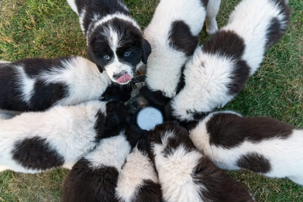 Cães filhotes comendo juntos