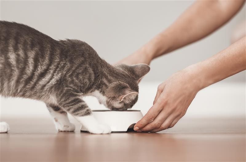 Tutora dando tigela de comida para gato