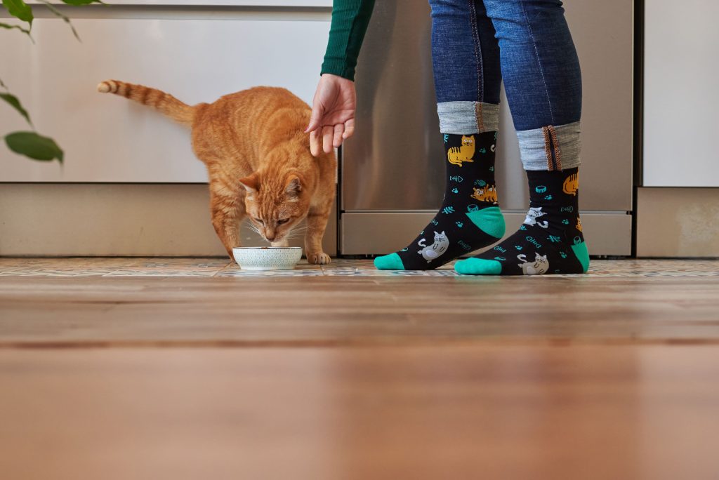 Gato comendo na cozinha de casa com tutora ao lado