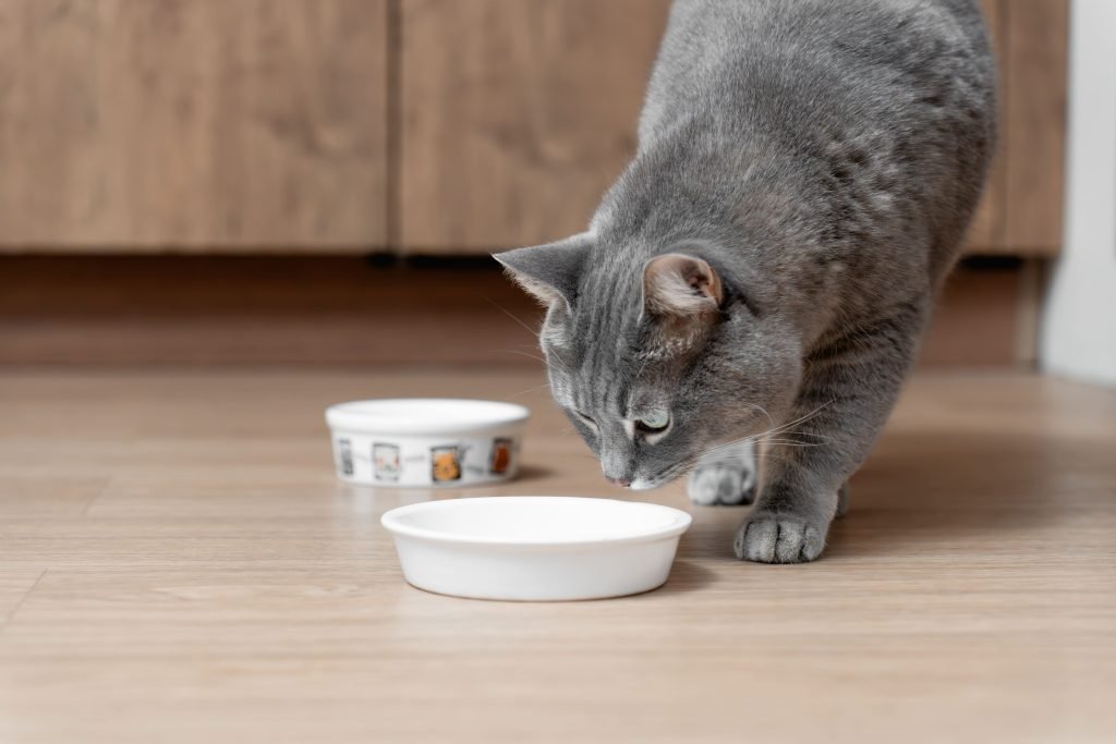 Gato olhando para tigela na cozinha
