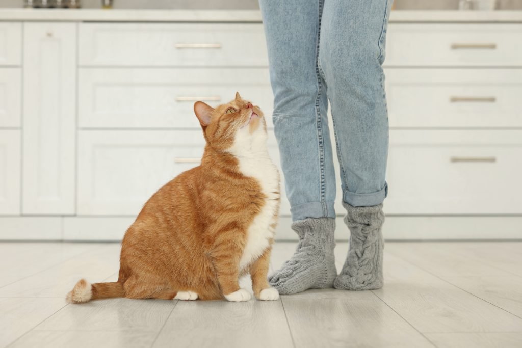 Gato olhando para tutora na cozinha