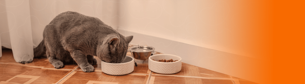 Gato comendo em pote