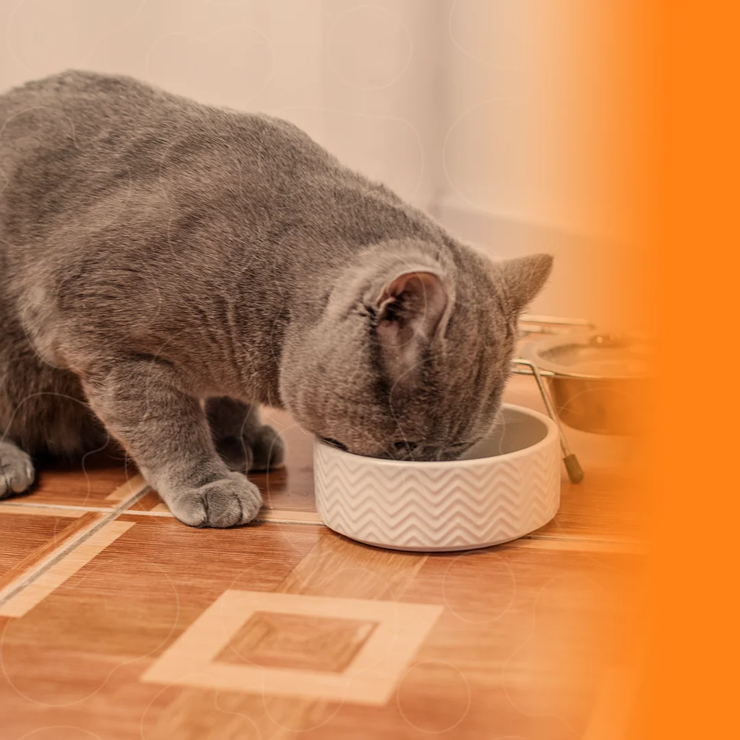 Gato comendo em pote