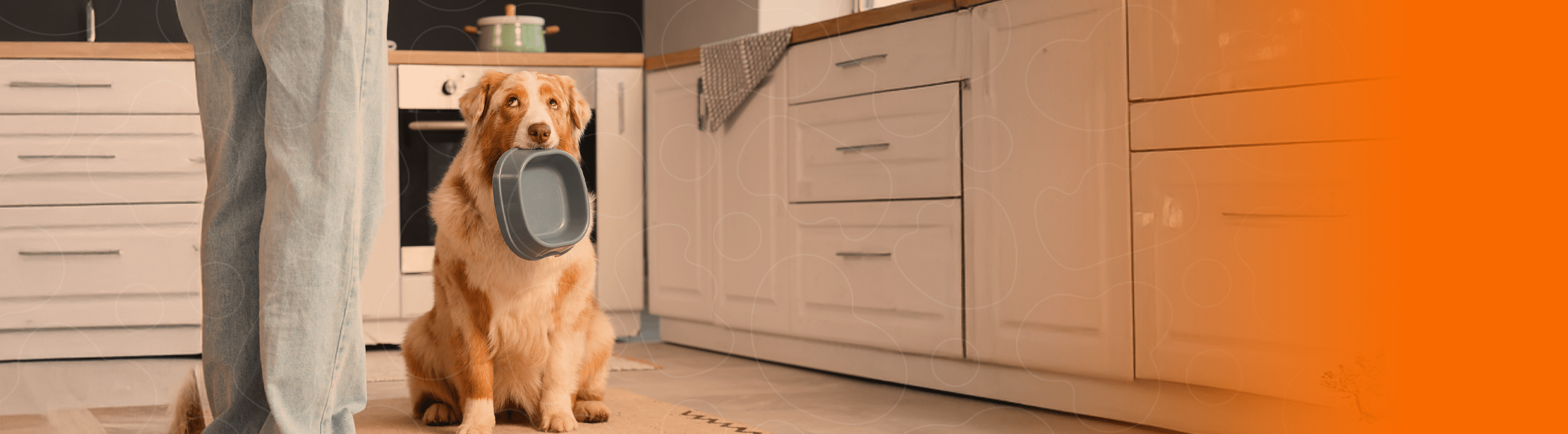 Cão segurando tigela com a boca