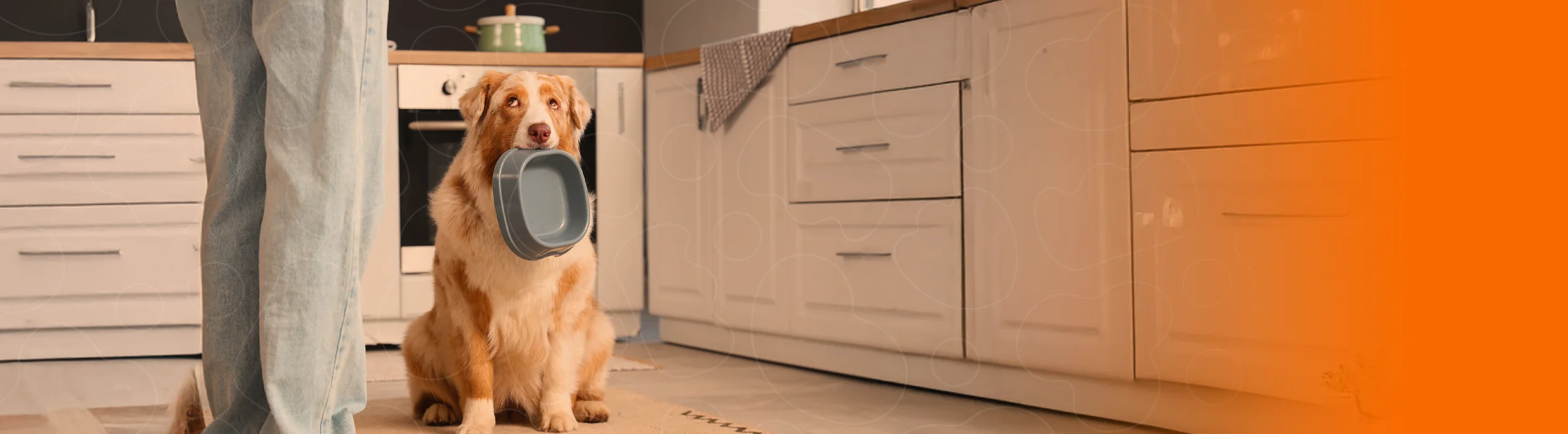 Cão segurando tigela com a boca
