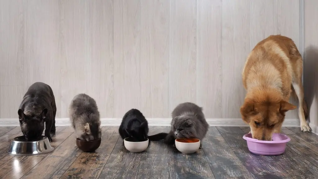 Cães e gatos de diferentes idades e portes se alimentando