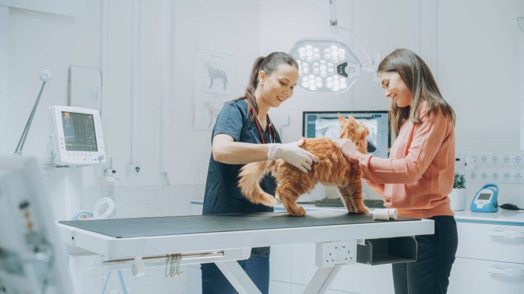 Médica-veterinária analisando gato com tutora ao lado