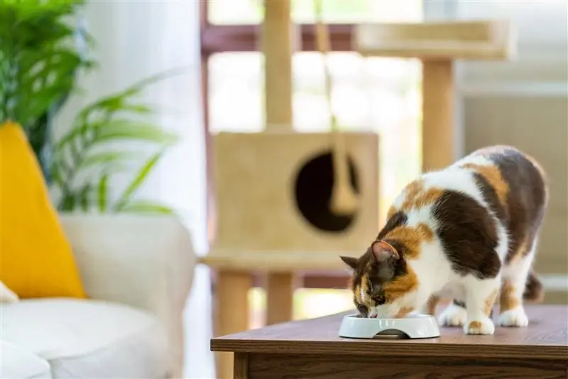 Gato em casa comendo ração