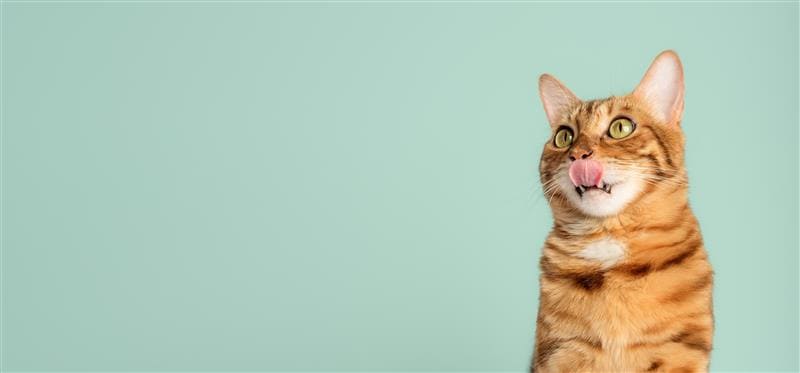 Gato laranja