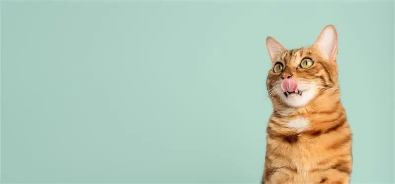 Gato laranja