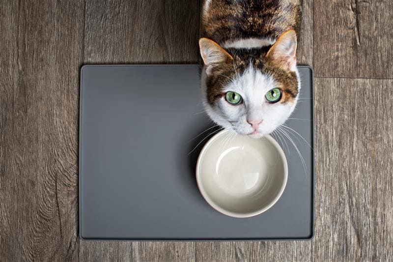 Gato olhando pra cima esperando comida
