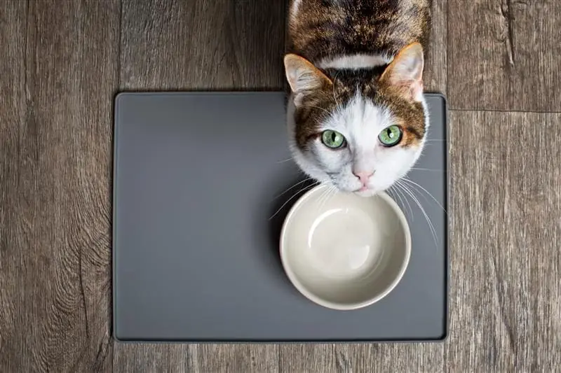 Gato olhando pra cima esperando comida
