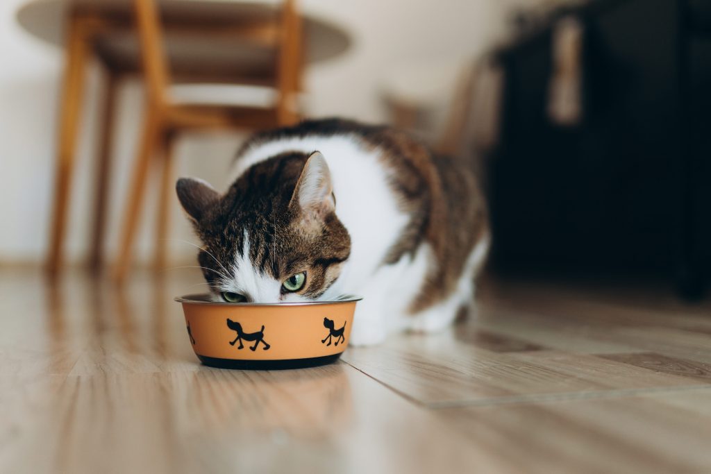 Gato comendo em tigela