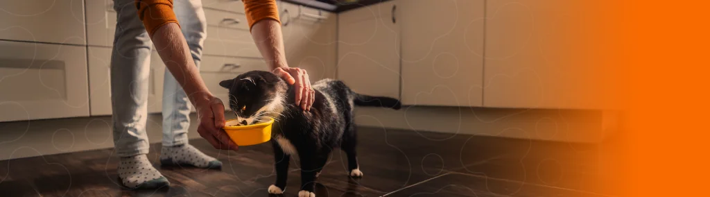 Tutor dando comida para o gato em pote de plástico amarelo