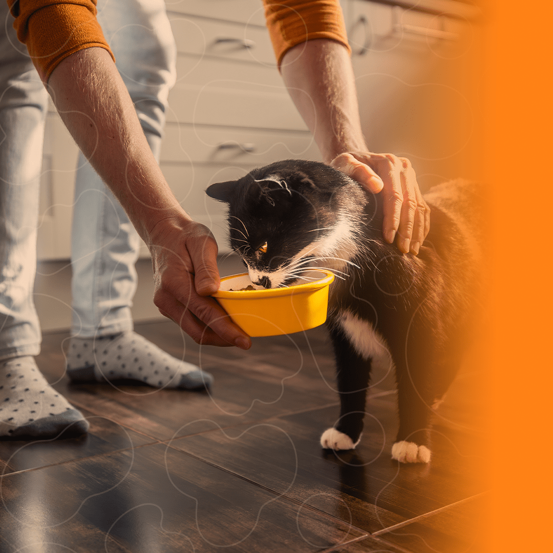 Tutor dando comida para o gato em pote de plástico amarelo