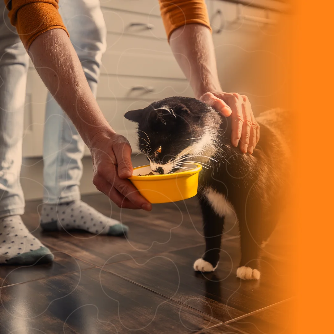Tutor dando comida para o gato em pote de plástico amarelo