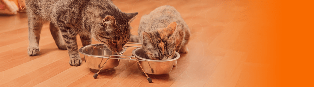 Dois gatos comendo em potes de alumínio