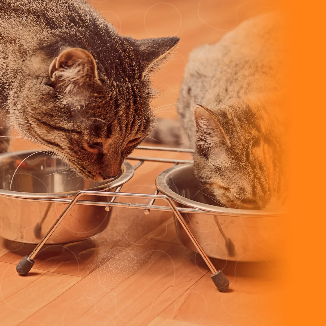 Dois gatos comendo em potes de alumínio