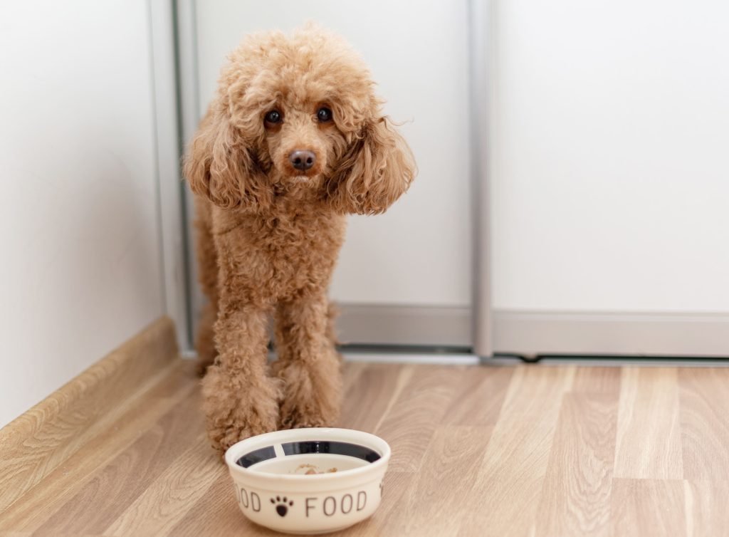 Poodle dentro de casa com tigela