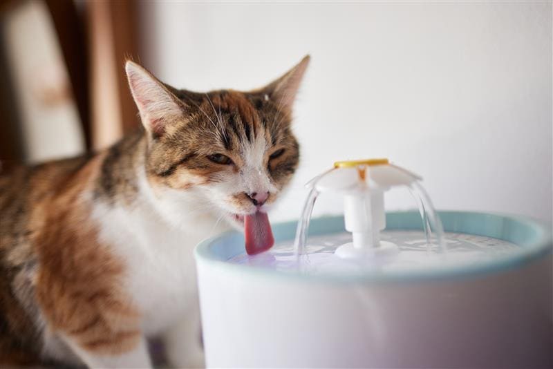 Gato tomando água