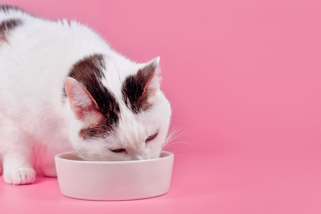 Gato branco comendo em pote branco