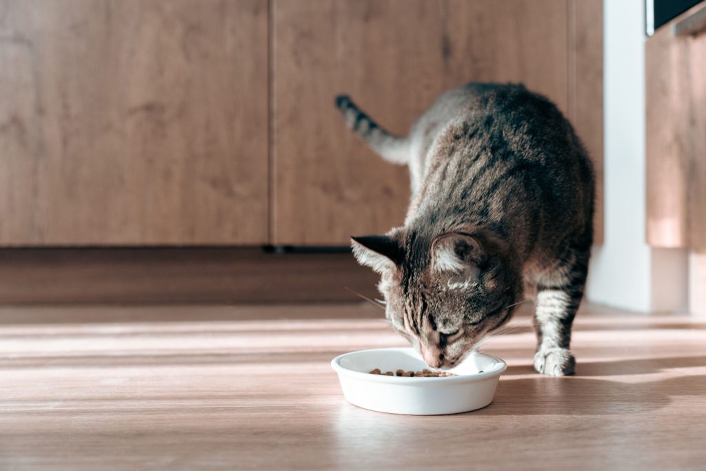 Gato comendo em pote branco