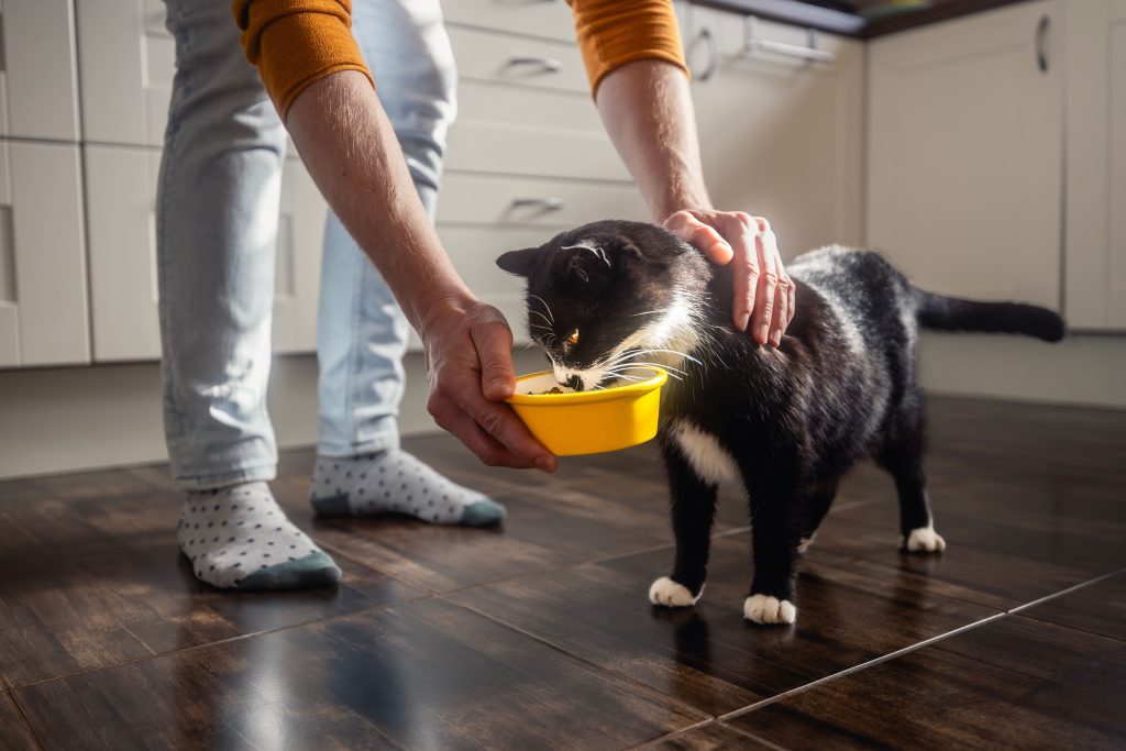 Tutor dando comida para seu gato em casa