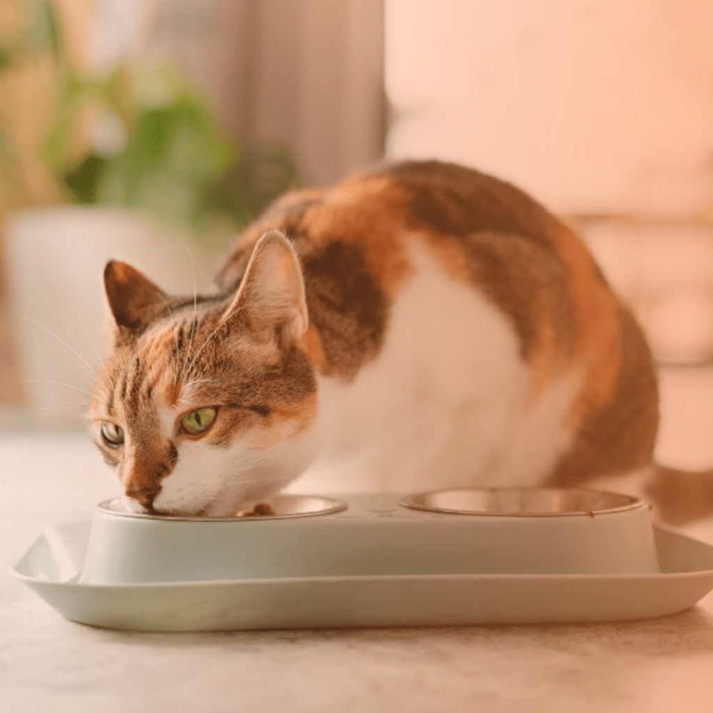 Gato comendo ração em comedor