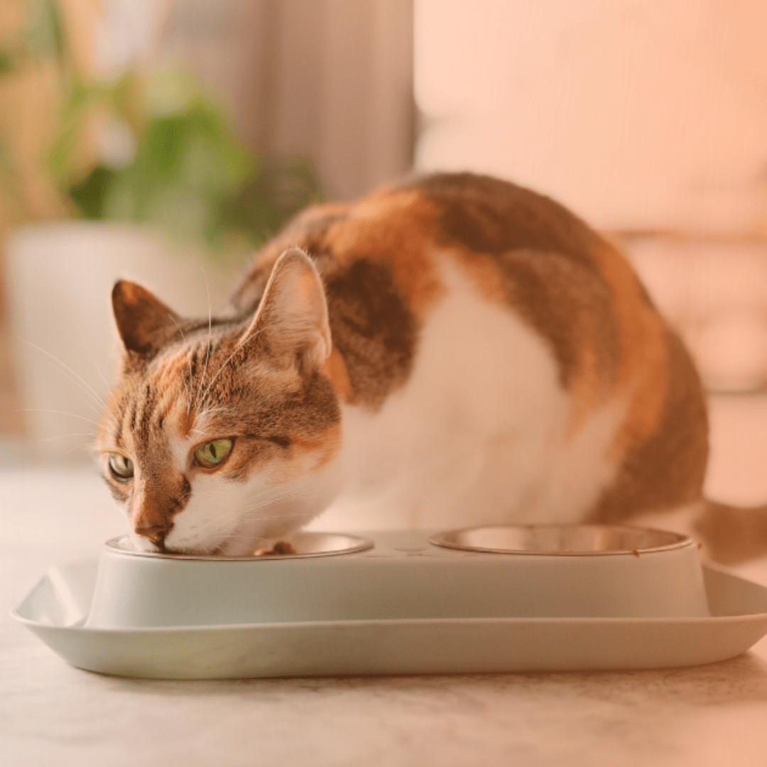 Gato comendo ração em comedor