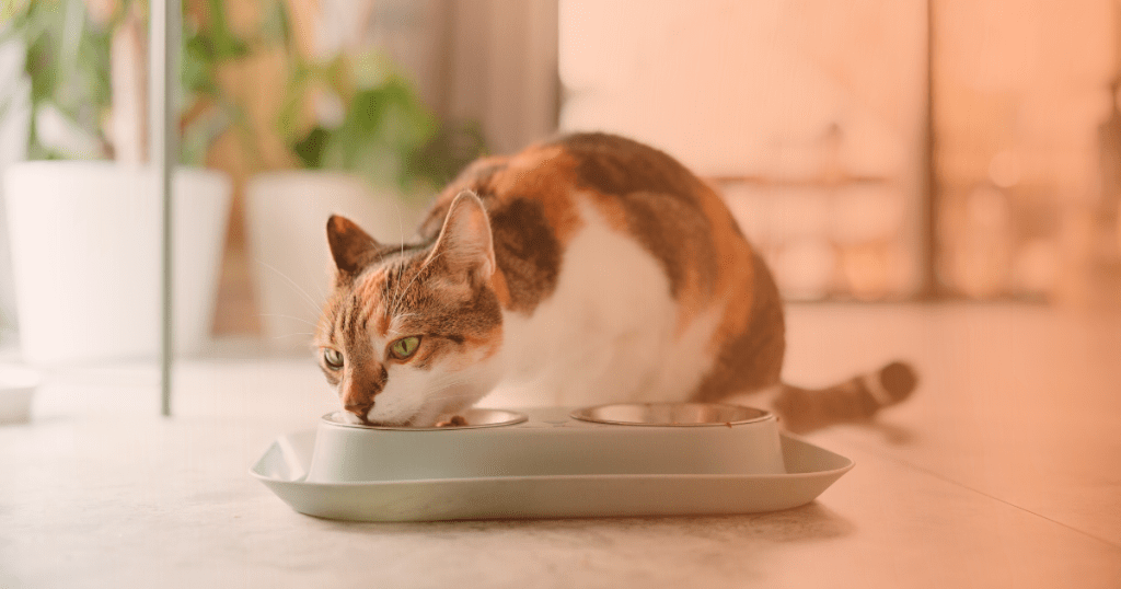 Gato comendo ração em comedor