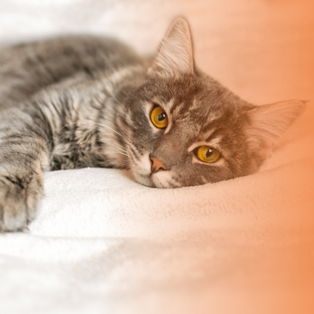 Gato deitado na cama