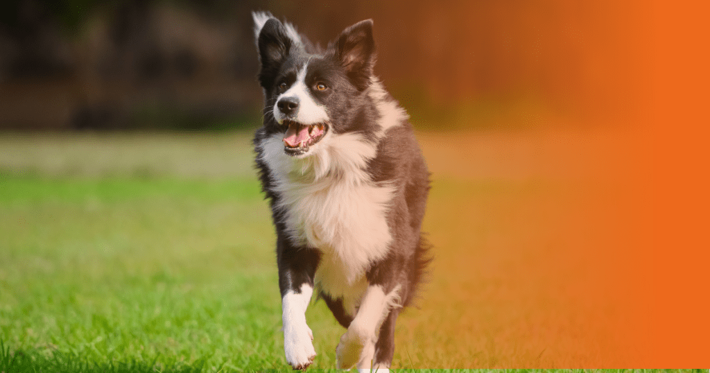 Border Collie correndo sobre a grama